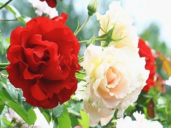 杜鹃花|月季花杜鹃花栀子花总是养不活教你一招,连开3个月!