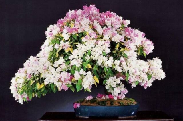 盆景|三角梅养成盆景又美又飒，爬成花墙热情浪漫，爆花成球秘诀在这