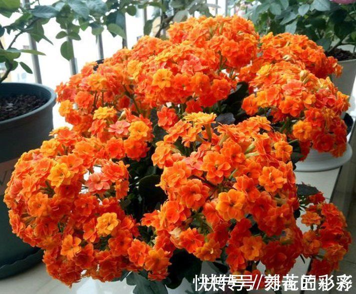 长寿花秋季生长期,发现长满“透明根”,用对方法救活它