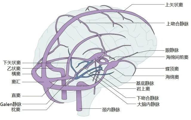 关于脑膜瘤你需要知道的那些事儿|科普| 中颅窝