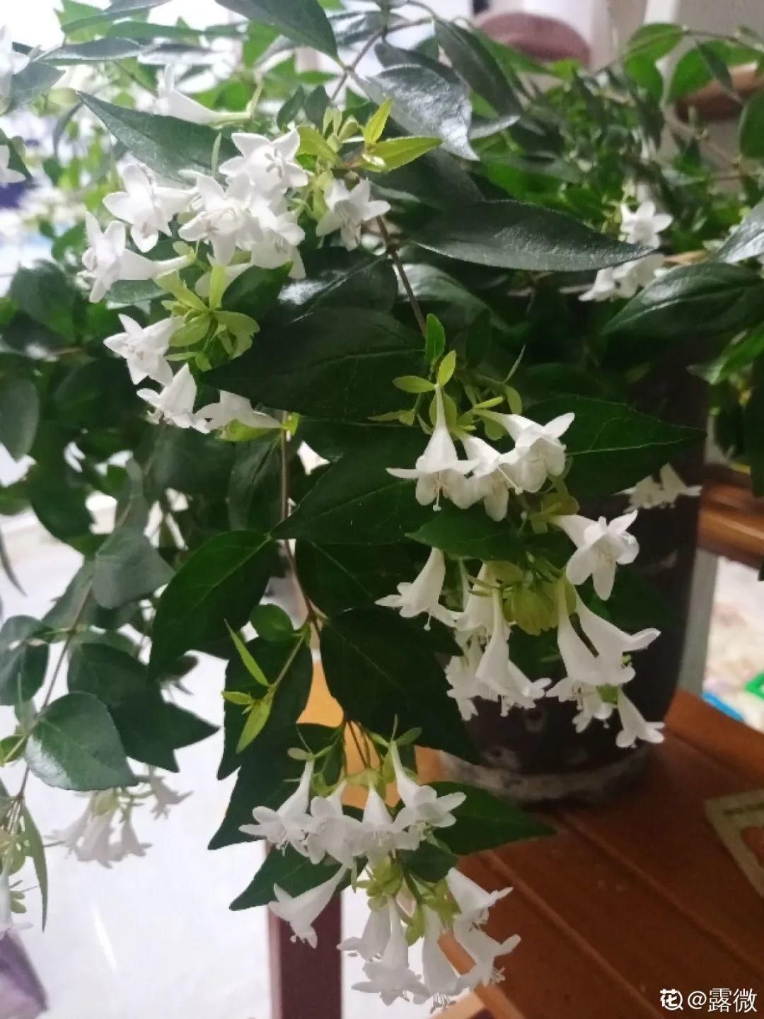 香味|卧室不能养的花,对身体有大危害,一盆也不行