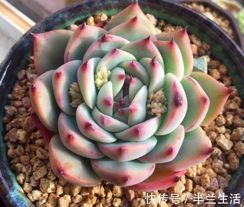 多肉干瘪好像小老头?原因有三种,学会了顺利过冬,长成小胖娃!