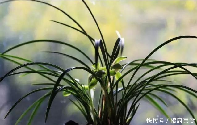 兰花|盆栽兰花 有这5种情况必须赶快换盆