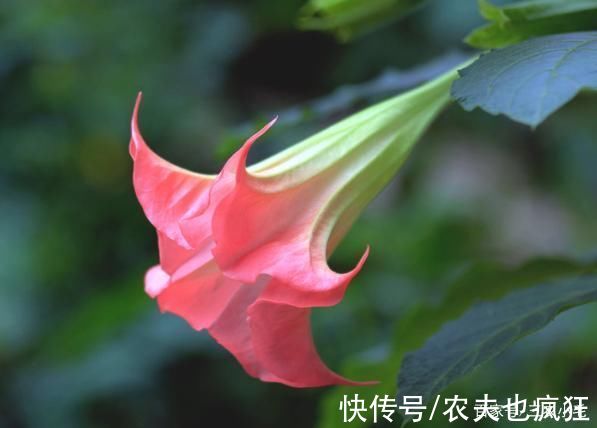 乌头|5种植物在农村常见，却全都含“剧毒”，居然有人食用，要警惕