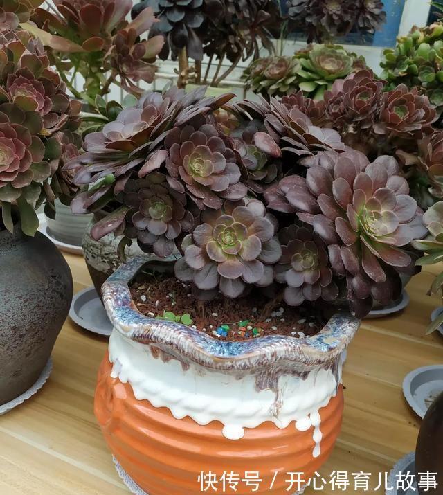 法师|多肉法师很难养,做到这些就能让它疯长,效果试了才知道