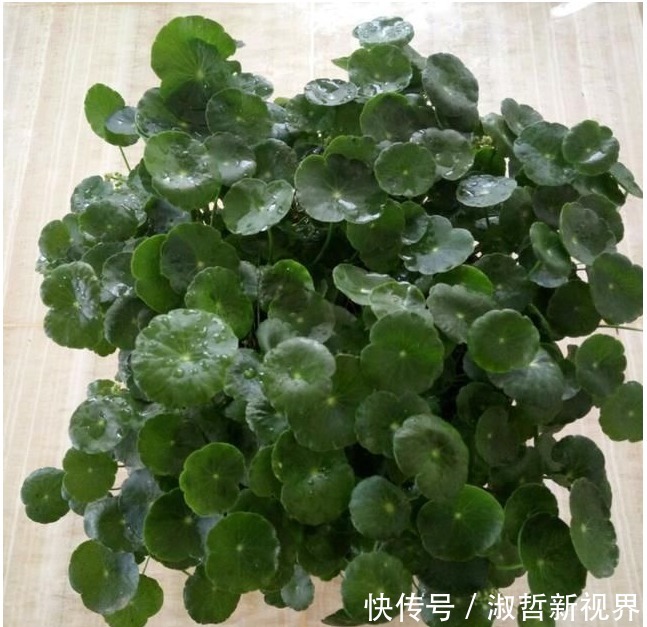 植物|养花肥难找原来白糖才是最好有肥料,从此不用买高价花肥了