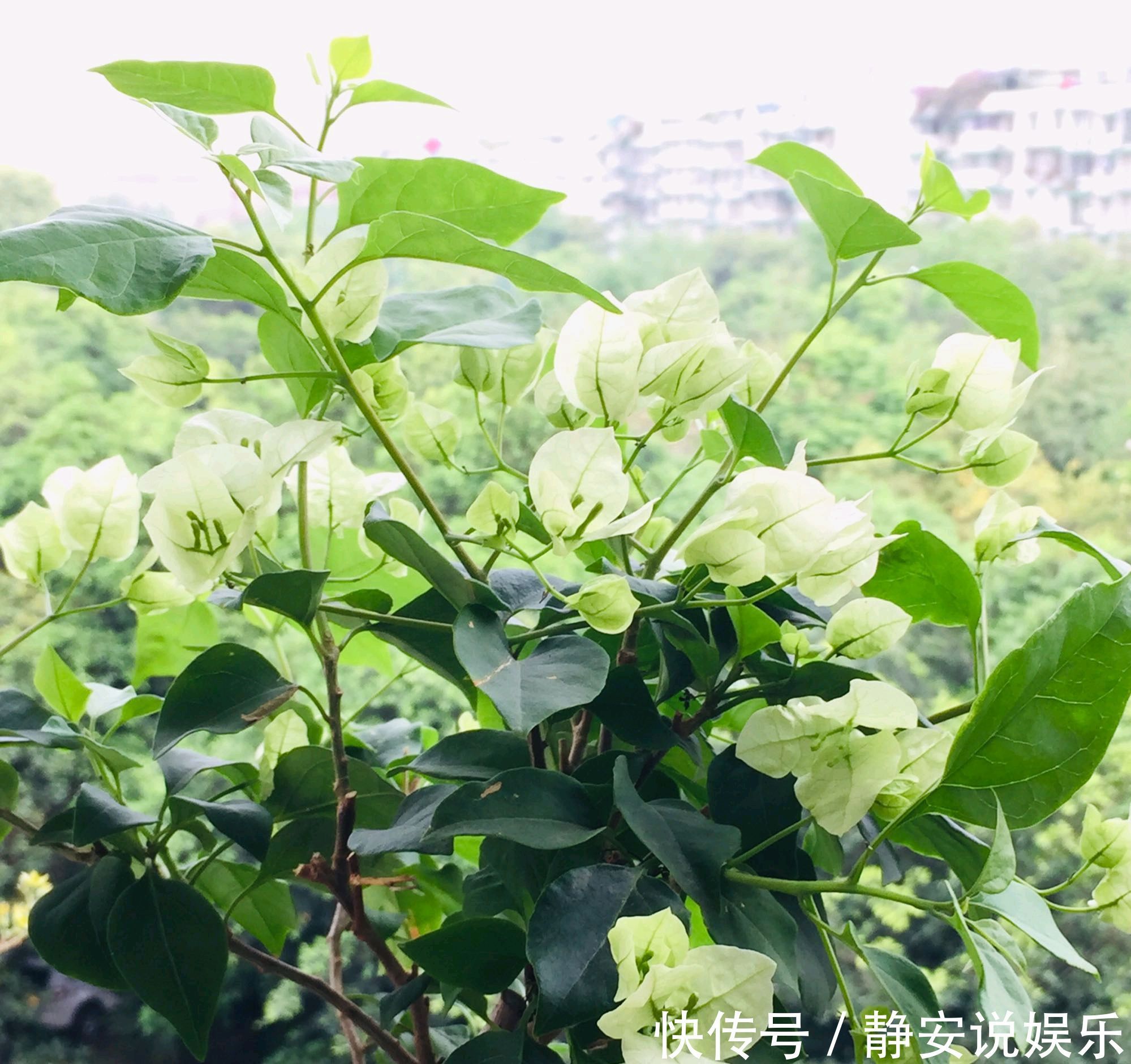 三角梅矮化促花芽分化技巧，没事喷喷“它”，开花爆盆又造型紧凑