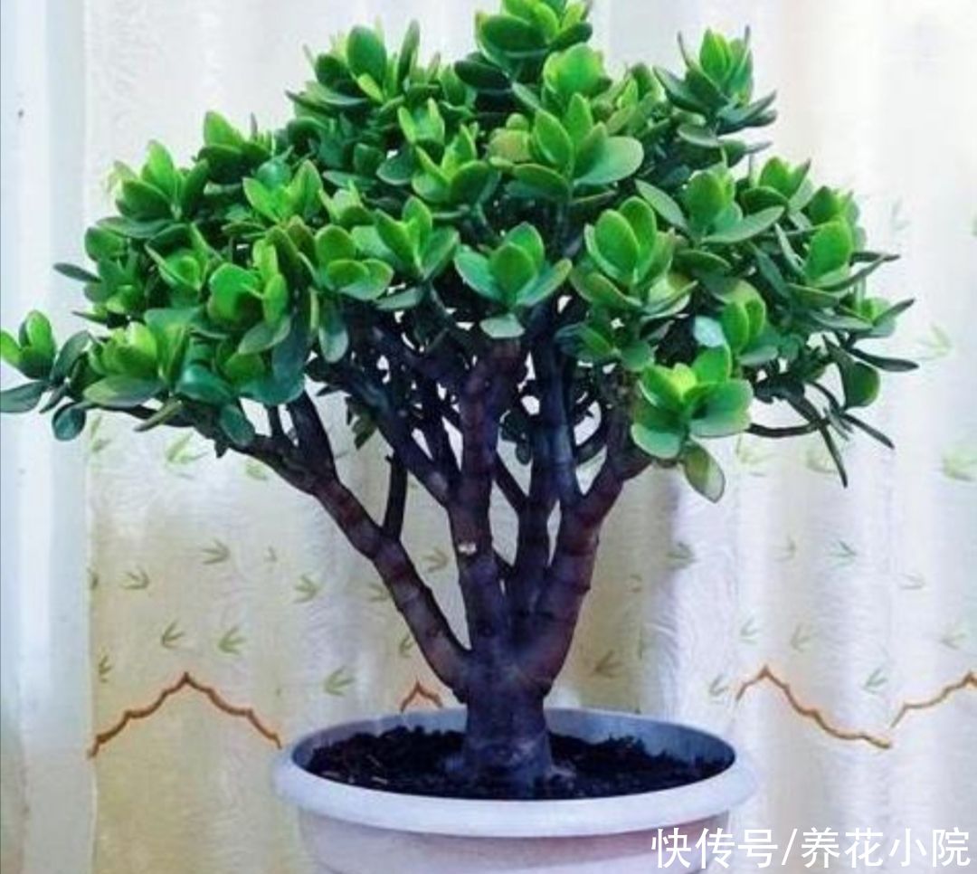 美观|玉树不剪不成型，3种枝条要勤剪，才能长得粗壮，植株美观