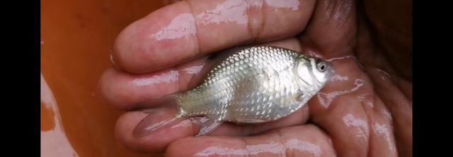 鱼钩|野钓时时有惊喜,闷杆钓居然上奇货,惊喜惊喜