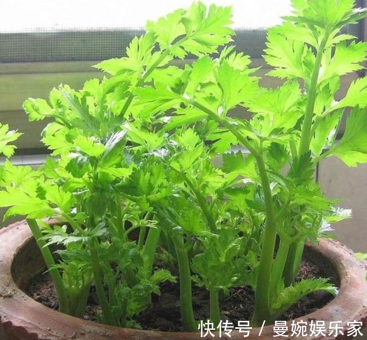 菜根|4种“小菜根”,吃完不要扔,埋在花盆里,半个月又长出新蔬菜