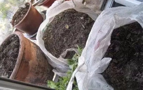 花草|养花不用买土,用这几样东西掺一块儿,种什么花草都旺