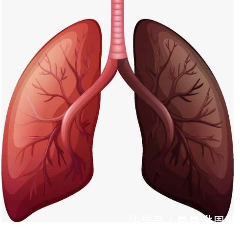 肺虚喘咳|秋季干燥易咳嗽，常吃11种白色食物可润肺止咳，安稳过冬！