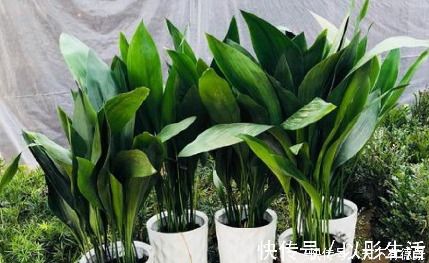 卫生间想养花?选这5种最靠谱,不仅生命力顽强,而且很耐阴!