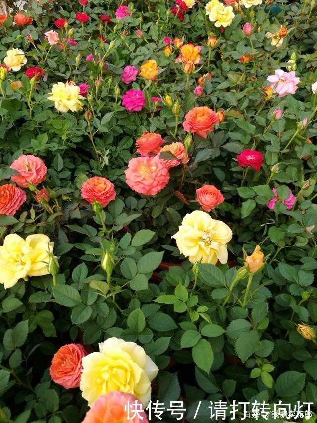 秋冬季节,适合院子里大面积种植的6种花,随便哪个都是一片花海