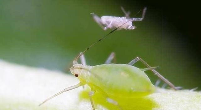 唐文宗|古人口中的圣水“甘露”,竟然是这种虫子的排泄物,人类还抢着喝