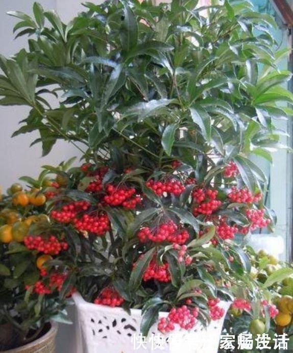 天竺葵|4种花美的出奇,好养又漂亮,连年开花,能养一辈子