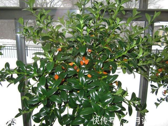 修剪|别人家金鱼吊兰四季开花,怎么做到的原来全靠这个小技巧