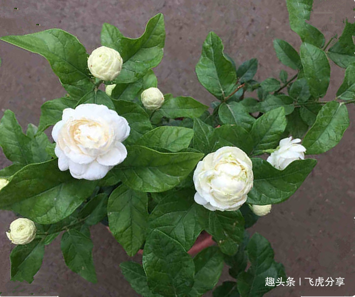 什么蚯蚓粪、万能肥它才是养花的好东西,科学养殖才是正道