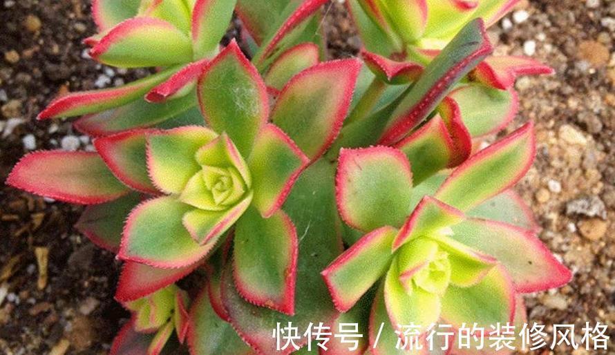 修剪|多肉艳日辉，看着不起眼，但做好这些却能轻松养成老桩