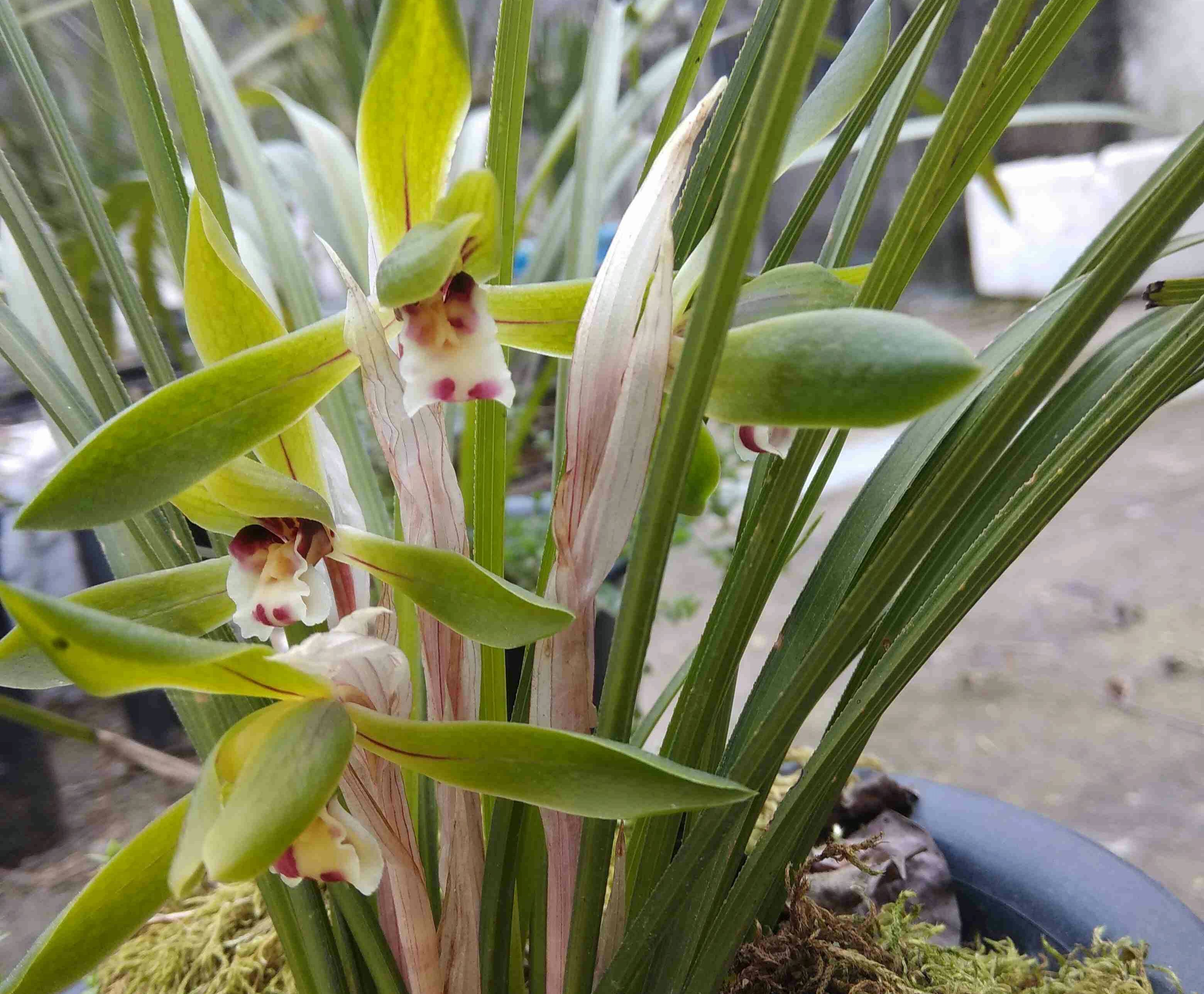 下山兰花上盆前根系怎么处理,下山兰花的上盆养根过程