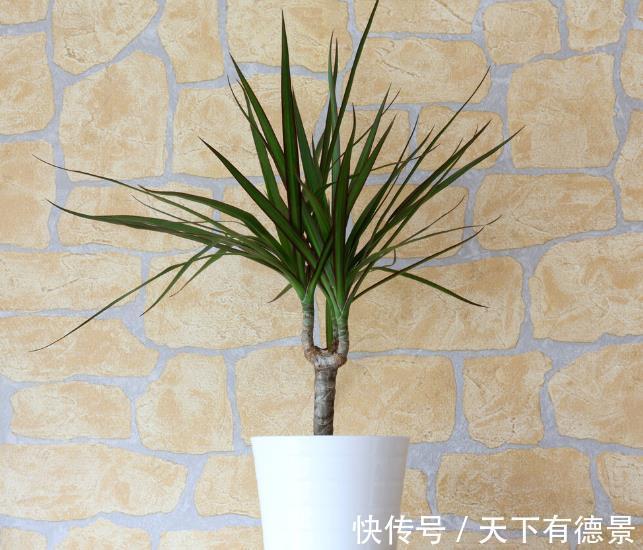 龟背竹|特别爱干净的人,客厅只养“干净花”,不落叶不招虫,美观又好养