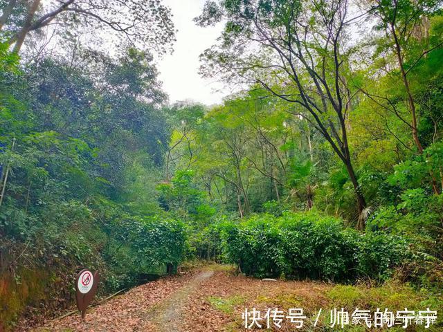 秋韵#【七绝·秋韵】清风伴我不孤行,晨起轩窗有鸟鸣