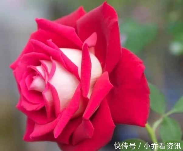 养好月季四大诀窍,年年开花不黄叶,花苞又大又鲜艳,花开满园