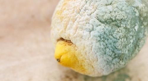 此些是“黄曲霉素”的温床，平时喜欢藏在卫生间里，早知道早受益