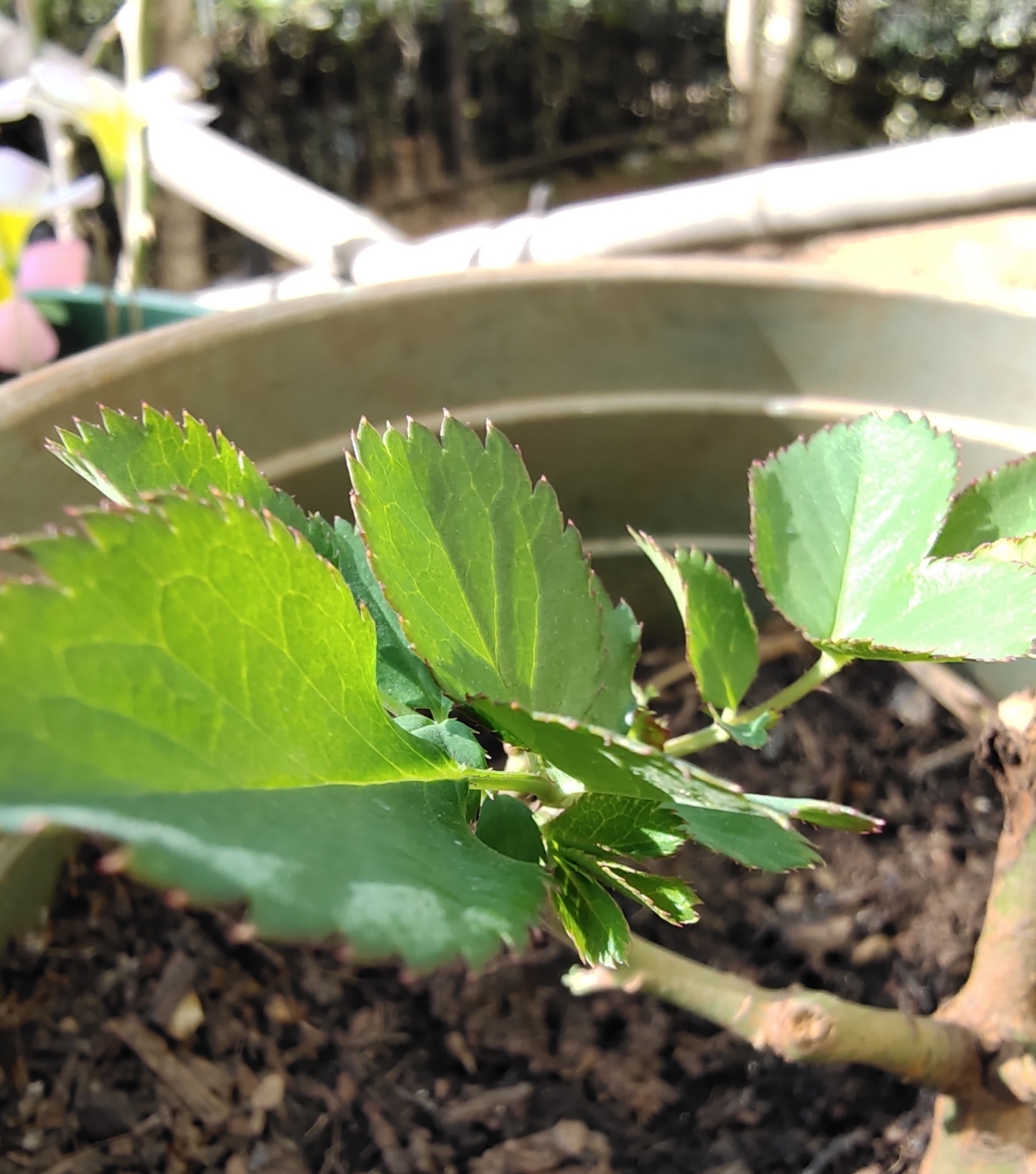 早春养月季,把握好3个词,生长开花不用愁