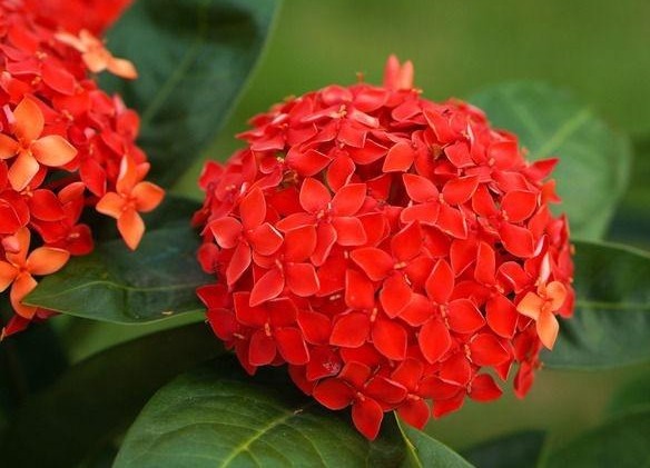 此花，花开“300多天”，比月季好养，比绣球花好看，养一盆值得