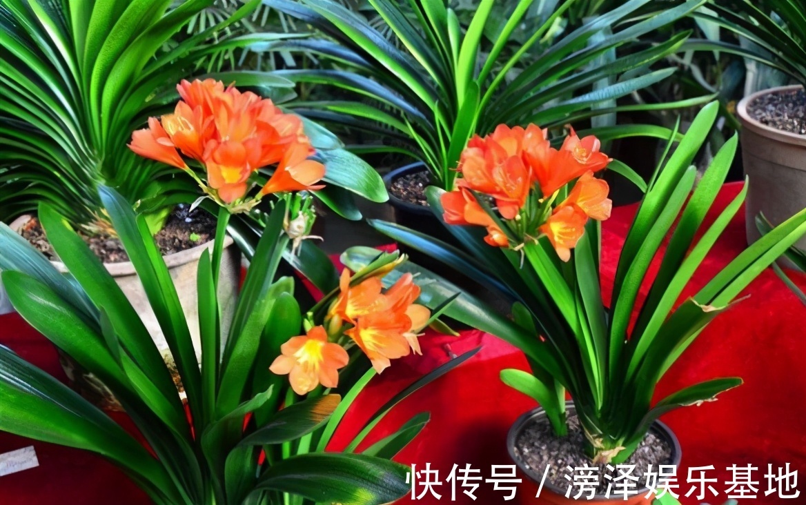 生长期|君子兰进入生长期,春天做好“3足”,新叶长得多,整齐又油亮