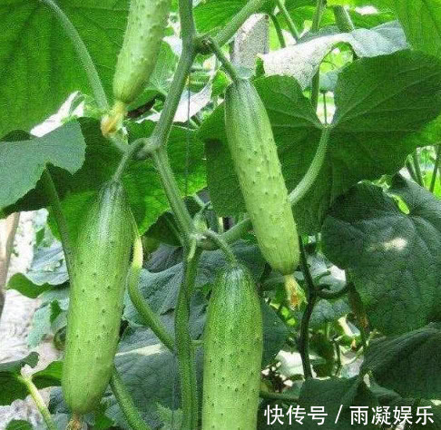 阳台种上“5种菜”,种盆里就活,吃了一茬又一茬,懒人必选!