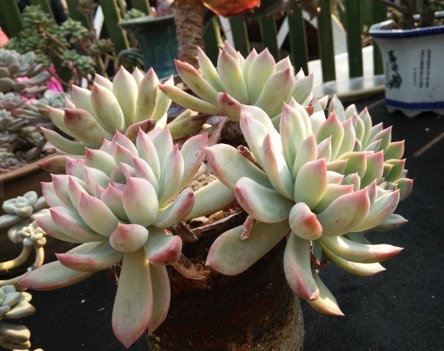 肯定有很多人都喜欢多肉植物吧,今天教你如何种植多肉植物!