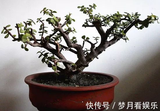 家里有金枝玉叶的来看看，一分钟学会怎么给金枝玉叶修剪造型