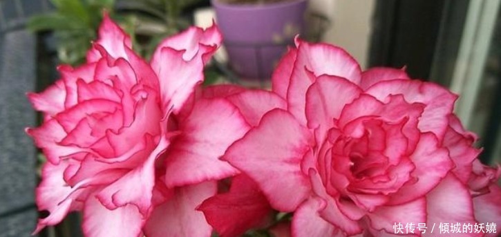 迷你玫瑰|超好养的“4种花”,越不浇水越爆盆,新手懒人都喜欢,开花漂亮