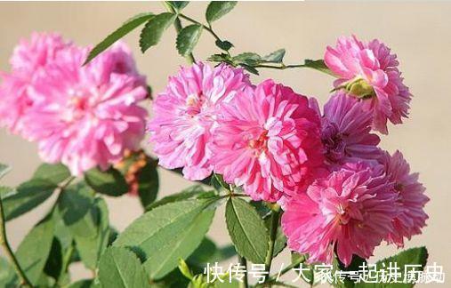 4种花超讨人喜欢,全年开花,花多易爆盆,太美了