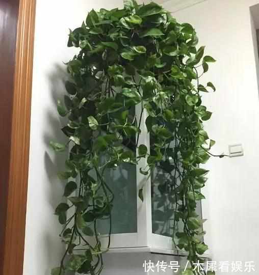 新手|快死的花这样剪,3天保证活,学会就是大神,新手想想就很激动