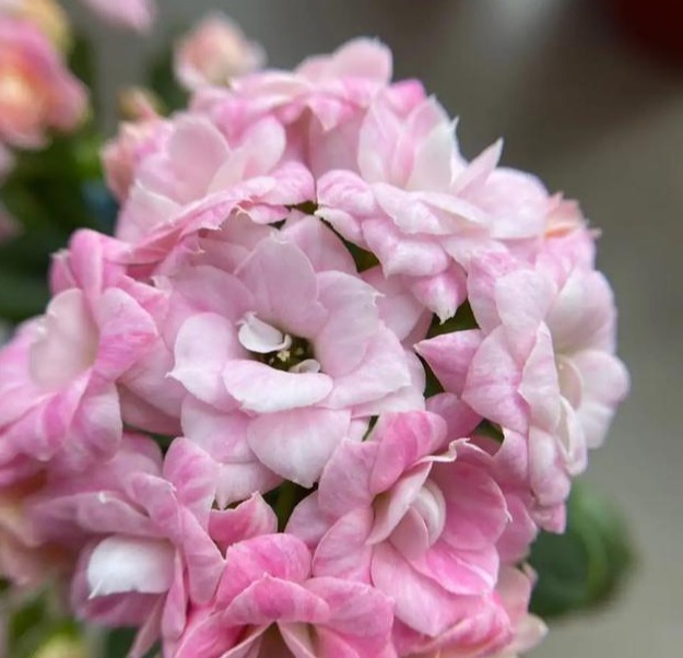 75个长寿花品种,一个比一个美,一起来认识一下吧!