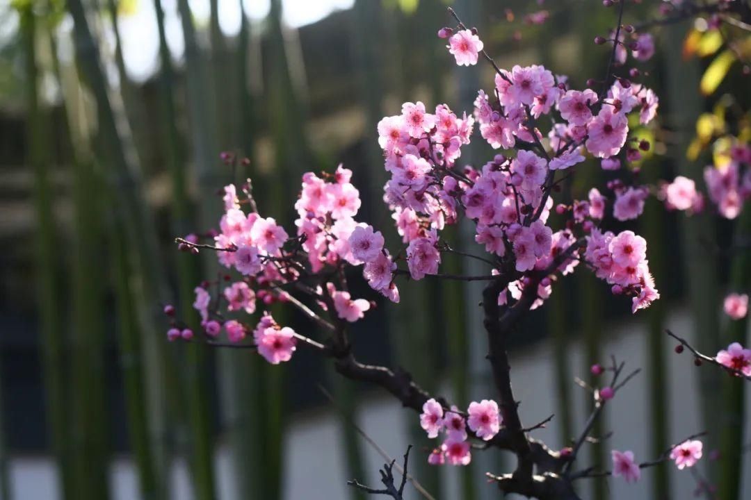 一树粉红，枝枝绽芳华！古猗园赏梅正当时~