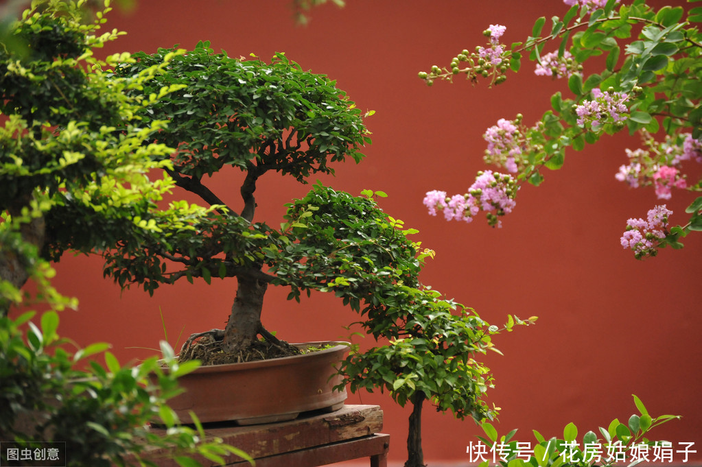 施肥|树木盆景是怎么矮化的?8个方法助你的盆景成为“活着的艺术”