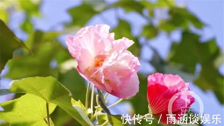 芙蓉花|早晚开花颜色不同！木芙蓉迎来盛花期