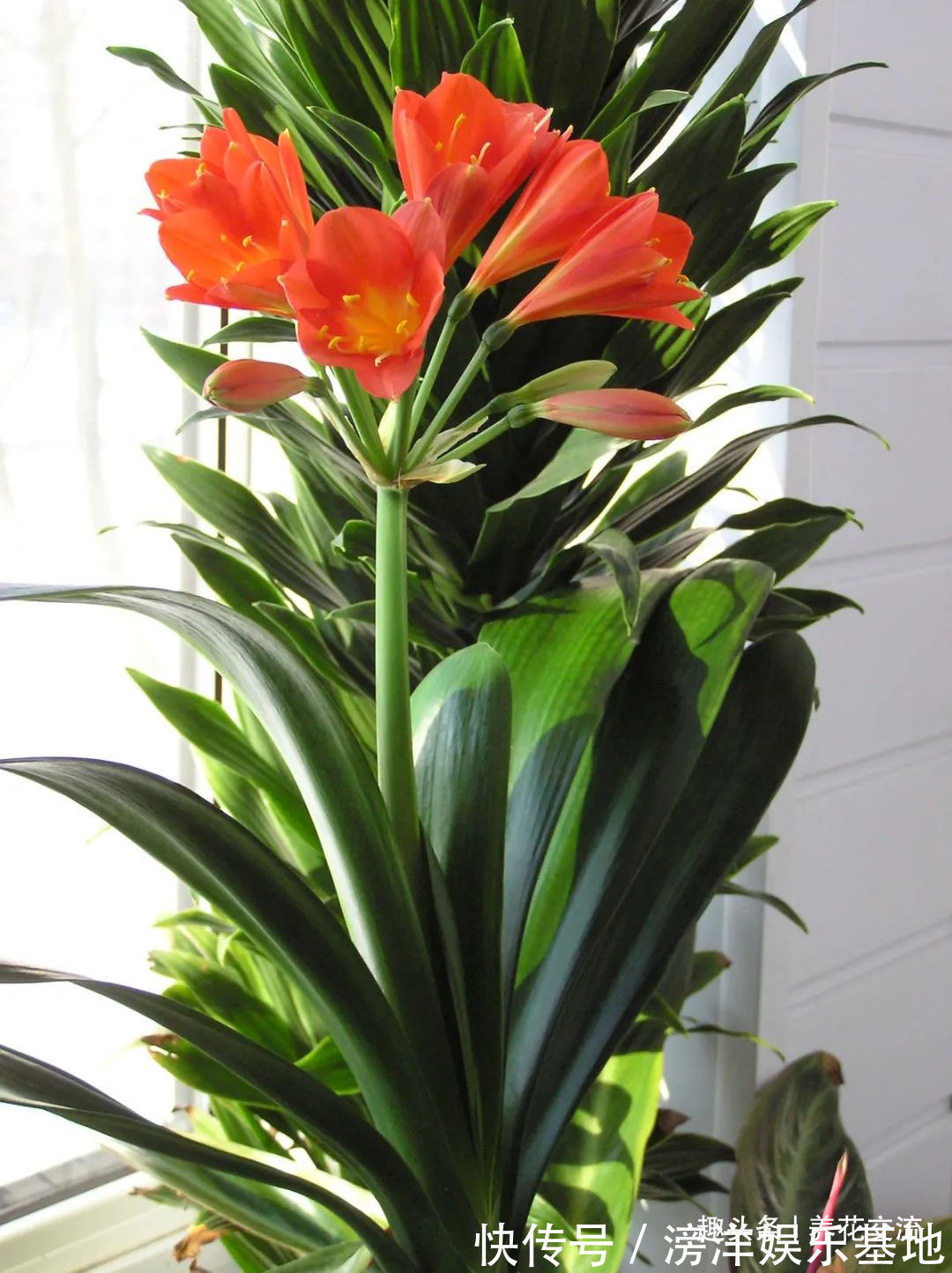 仙客来|勤养鱼,懒养花,10种要粗养才长得好的室内盆栽