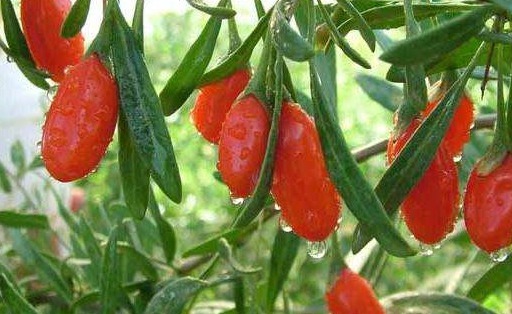 农村|以前农村一种无人问津的野果，现在卖90元一斤，可以提高免疫力