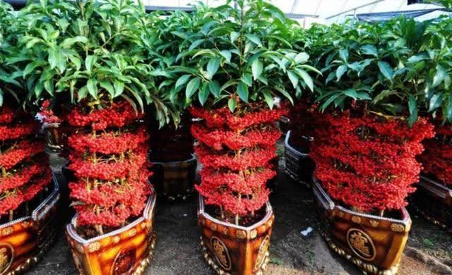 发现一种自带“贵气”的花,家里养一盆,红红火火,那叫一个喜庆