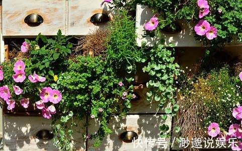 秋天|几个小动作秋天必做,养花也是要稍作调整!