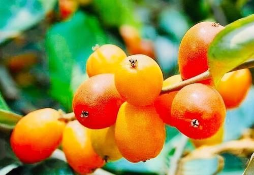 改善睡眠|3种食物功效不同，美味又营养，能改善睡眠质量，更能护肝养肝