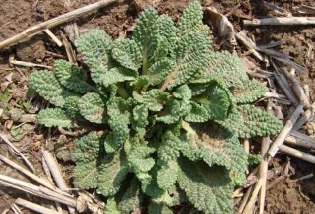 路邊很常見的“止咳草”，名字不好聽，止咳有奇效，你或許見過