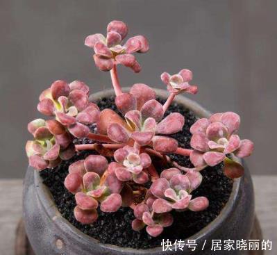 刚开始种多肉选8种，好养且自带“体香”，而且颜值非常高！