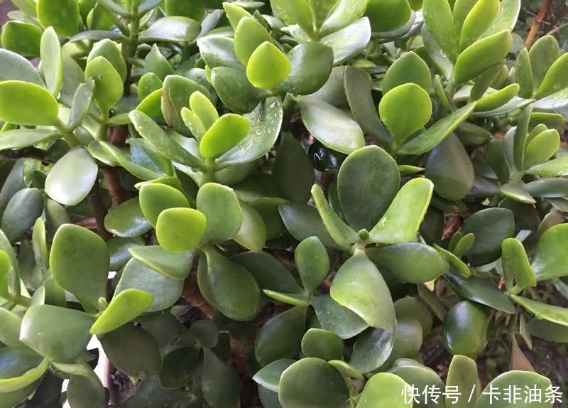 老桩|夏季养玉树,3步要做好,枝子粗叶子绿,越长越好看