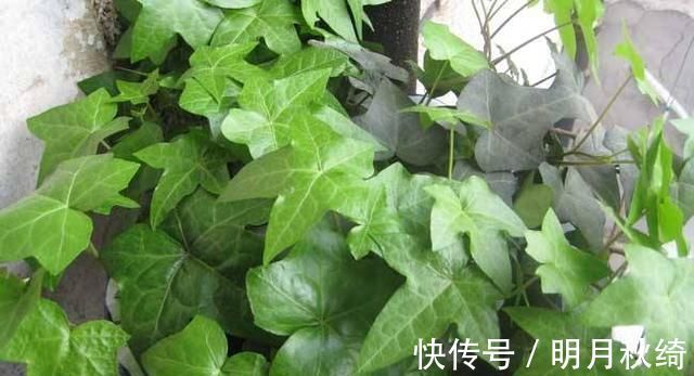 叶片|“3种花”养客厅,大气、上档次,吸“甲醛”效果好,空气清新